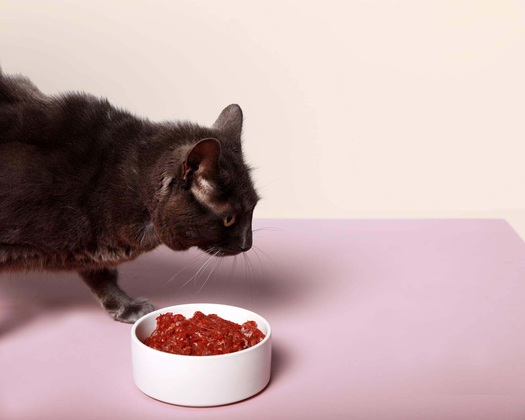 Can you feed cheap your cat raw meat