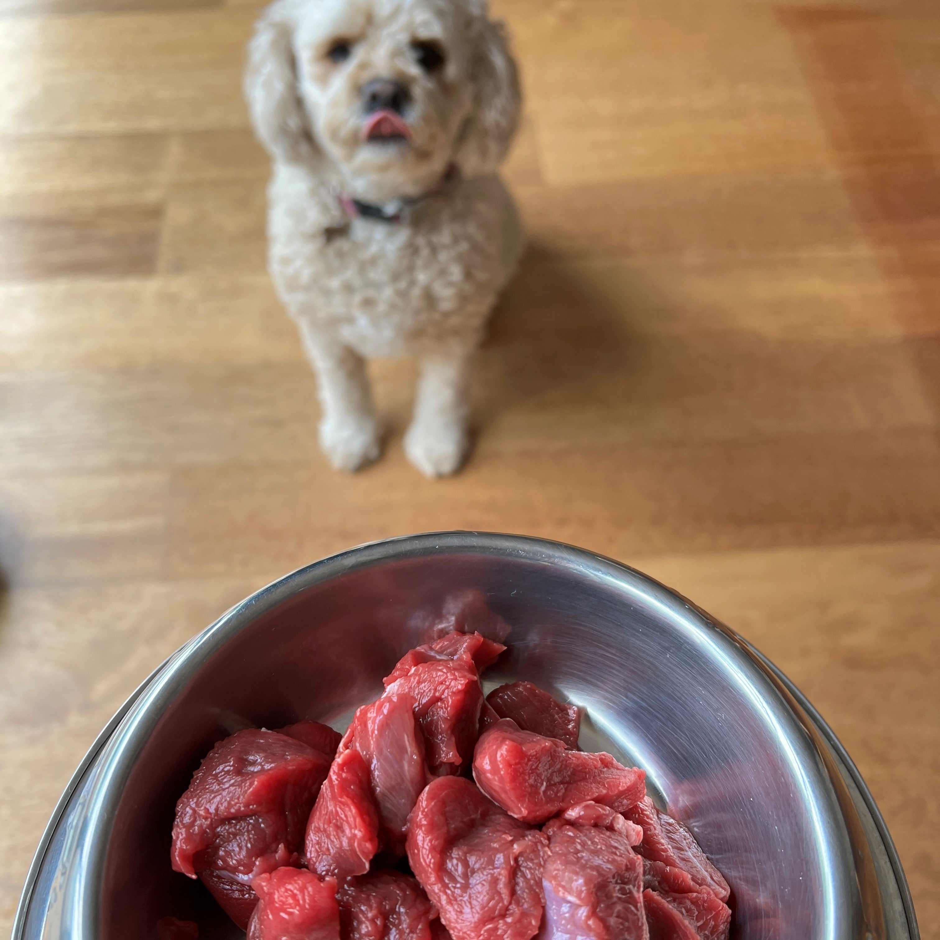 Kangaroo and oats dog clearance food