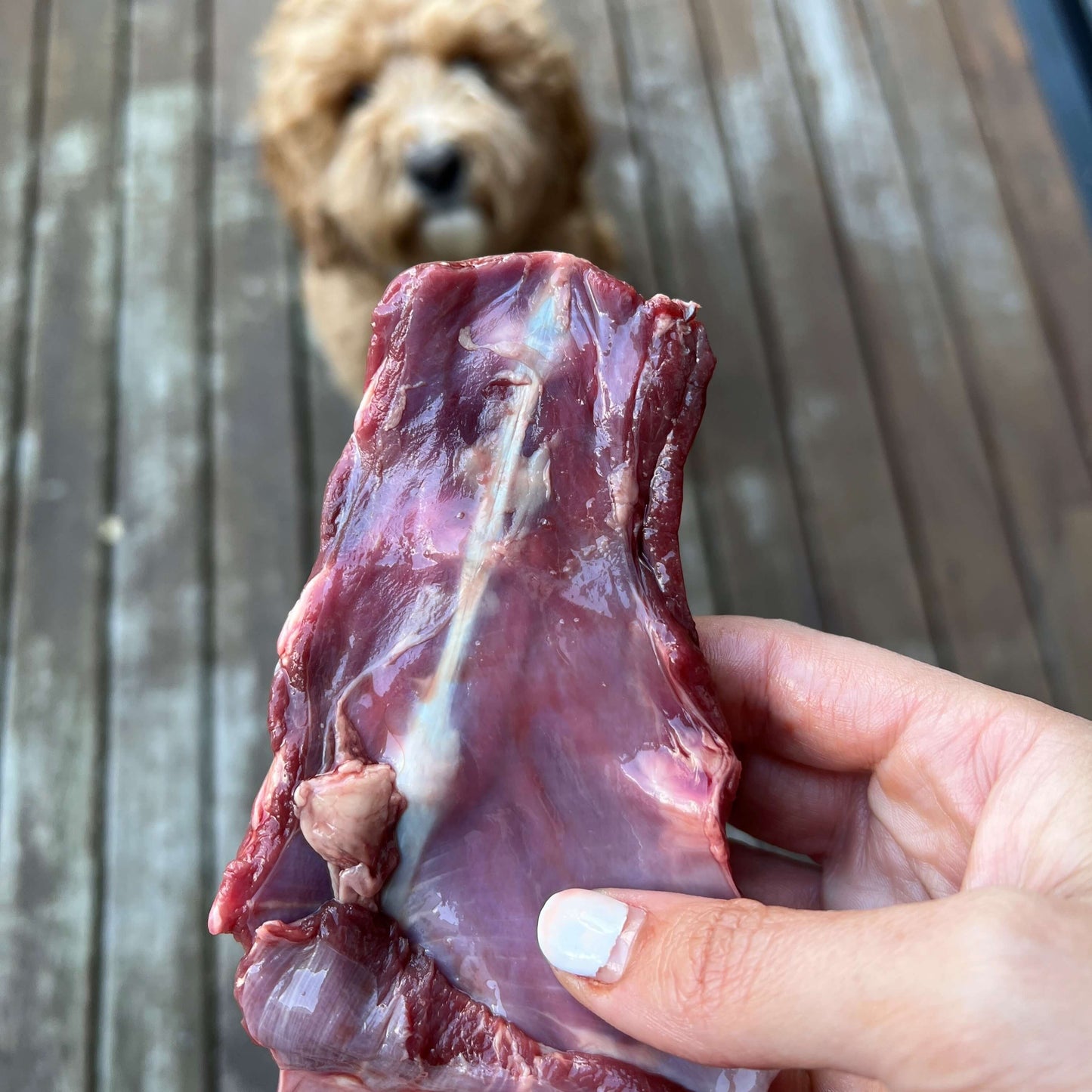 Kangaroo brisket for dogs (4 pieces)